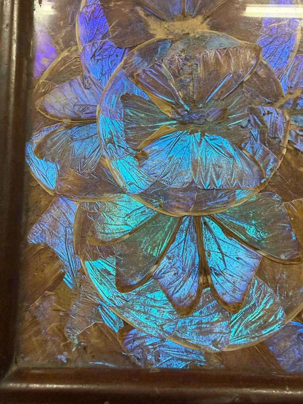 Vintage Brazilian Blue Morpho Butterfly Wing Serving Tray with Inlaid Wood Frame - Picture 3 of 9